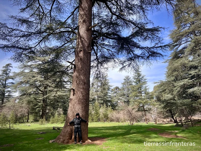 Bosques de cedros marruecos
