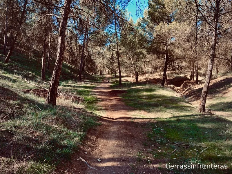 Sendero entre pinares en purullena