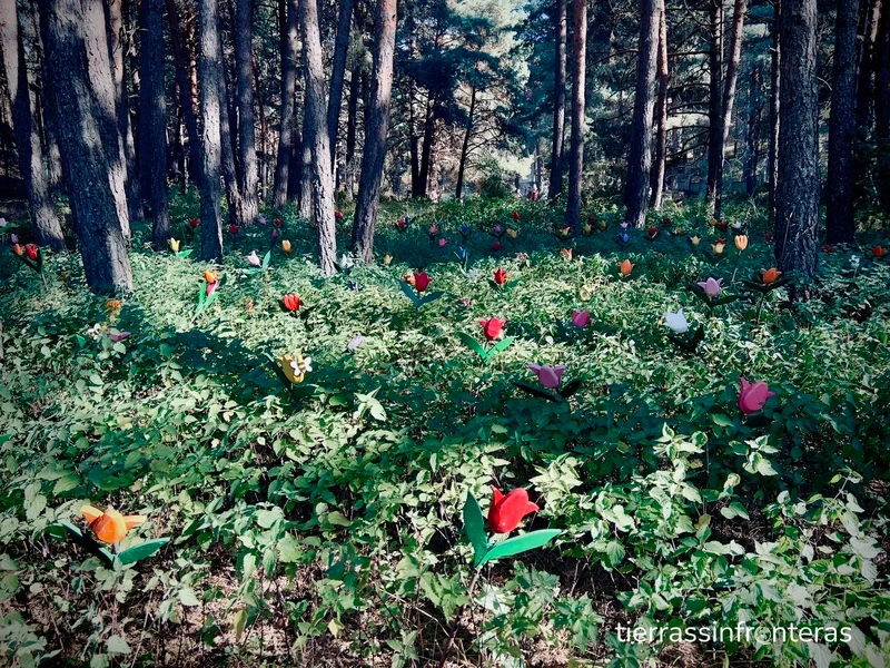 Bosque de Tulipanes